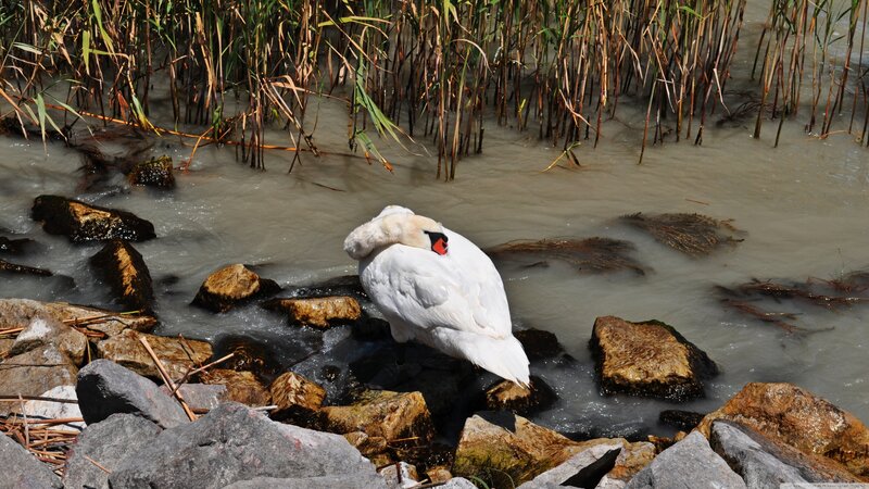 White Swan Preening — Calm, Afternoon, Photograph, Rocks