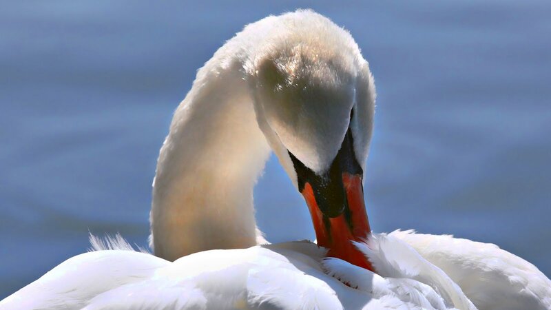 White Swan Preening — Calm, Afternoon, Photograph