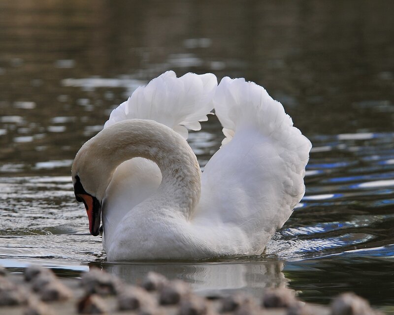 White Swan Preening — Calm, Afternoon