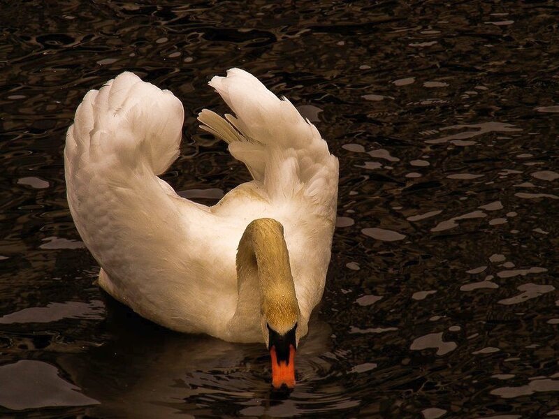 White Swan Preening — Calm, Photograph, Bird