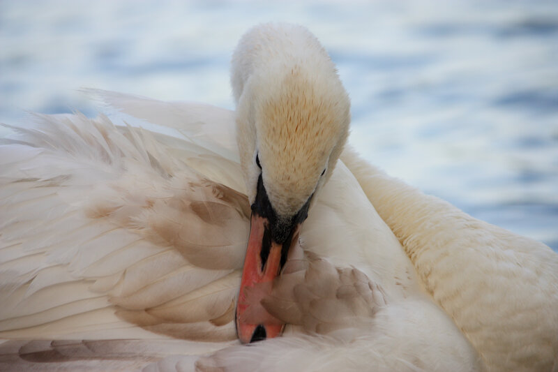 White Swan Preening — Calm, Photograph, Feathers, Beak