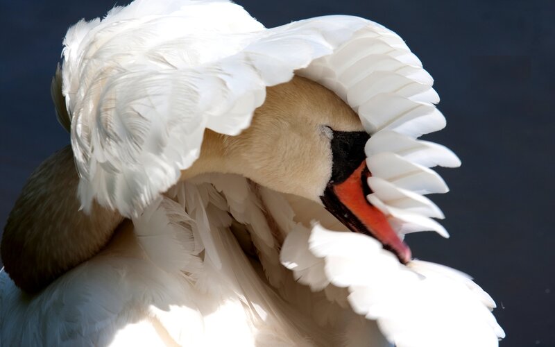 White Swan Preening — Calm, Photograph, Feathers