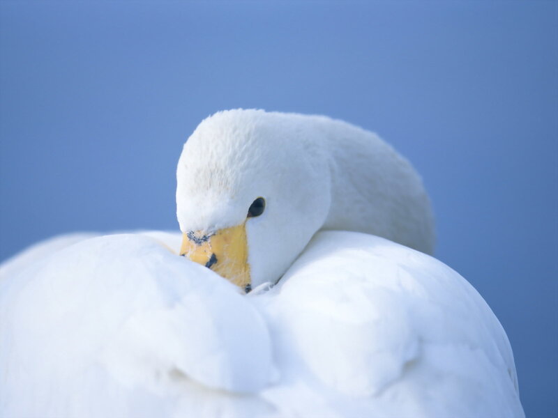 White Swan Preening — Calm, Photograph