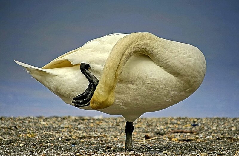 White Swan Preening — Calm