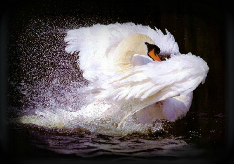 White Swan Preening — Dramatic