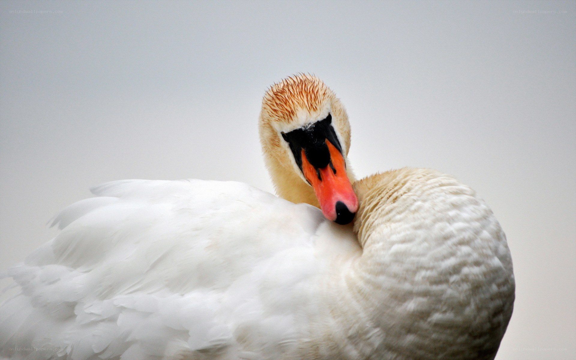 White swan preening feathers