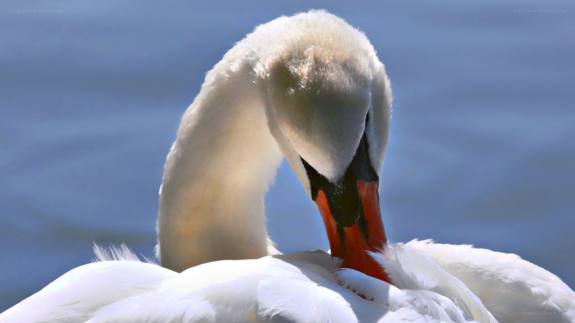 White swan preening feathers
