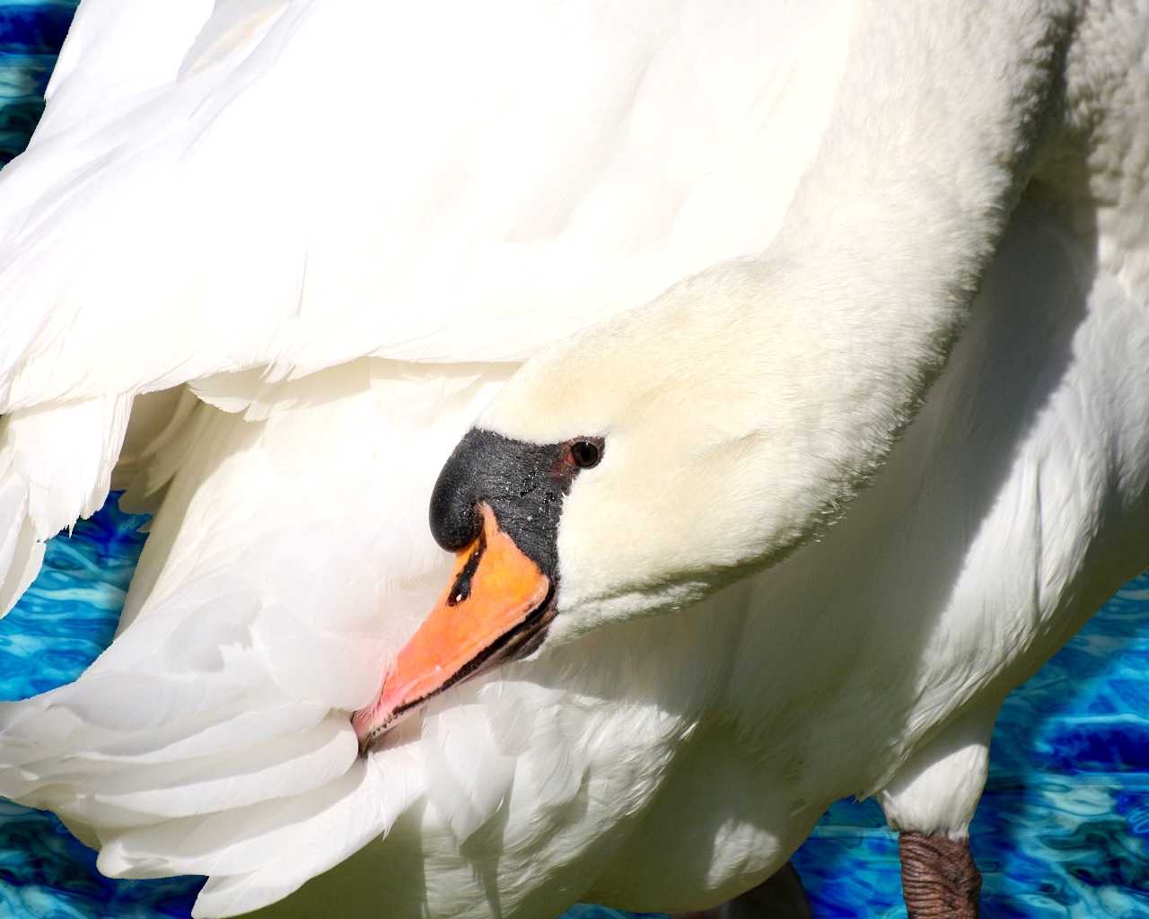 White swan preening feathers