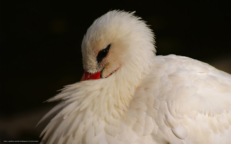 White swan preening feathers