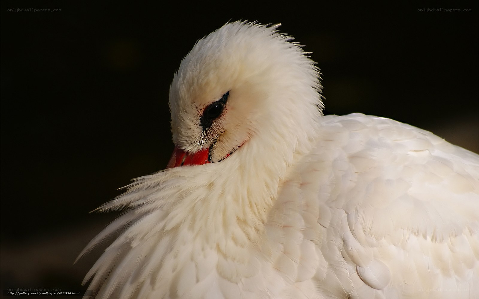 White swan preening feathers
