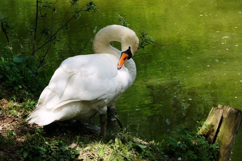 White Swan Preening — Green
