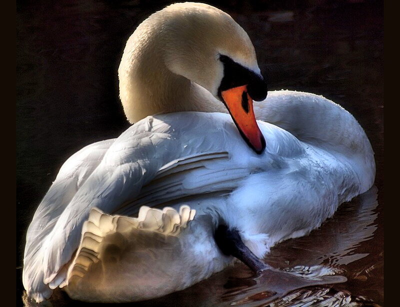 White Swan Preening — Serene, Photograph
