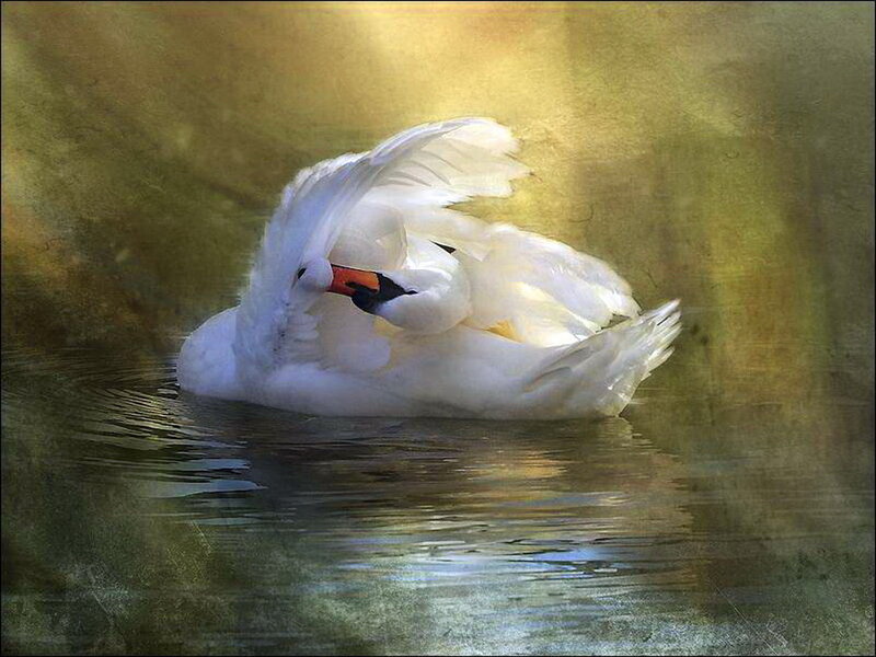 White Swan Preening — Serene, Sunset