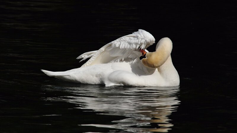 White Swan Preening — Serene