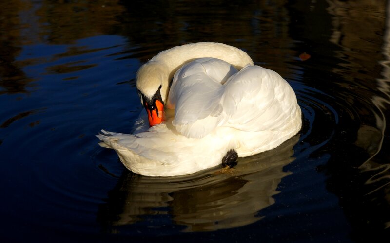 White Swan Preening