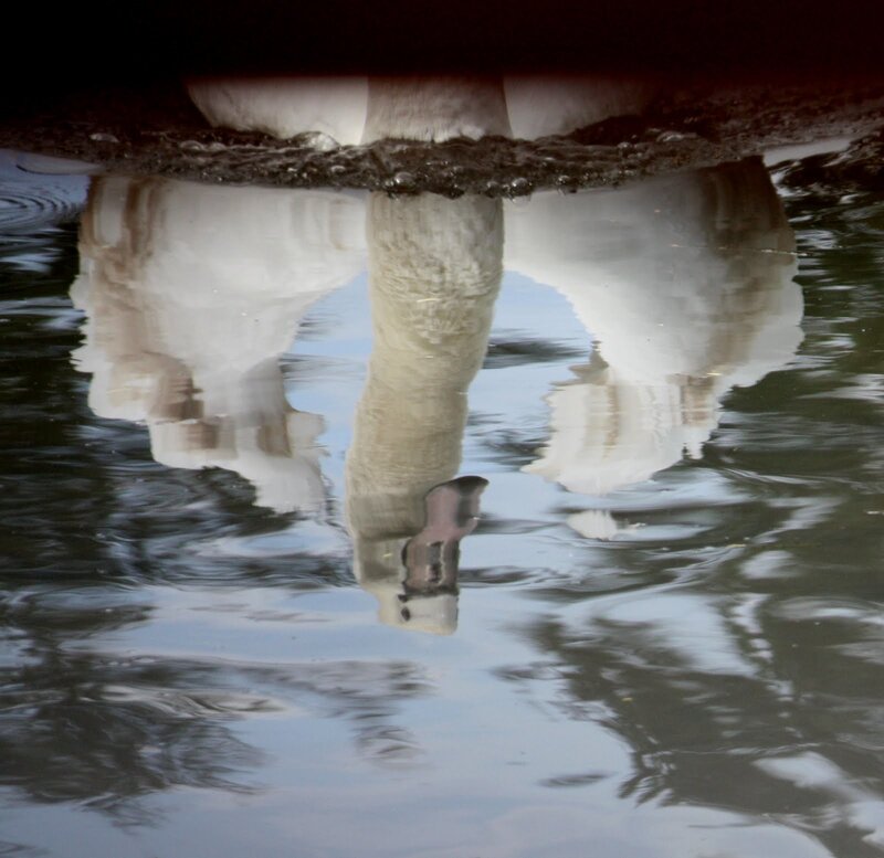 White Swan Reflection
