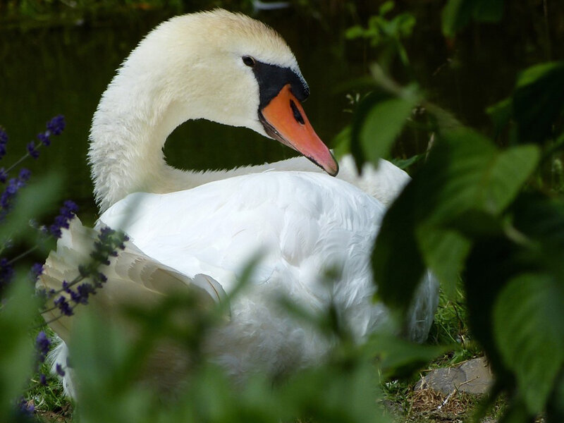 White Swan Resting
