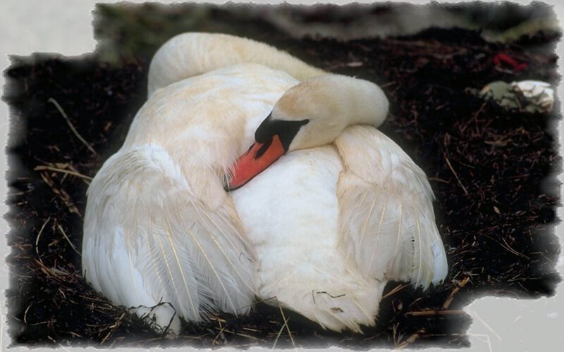 White Swan Sleeping