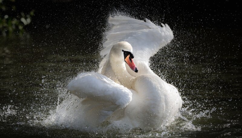 White Swan Splashing — Dramatic, Photograph