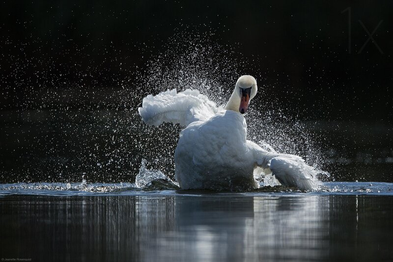 White Swan Splashing — Dramatic