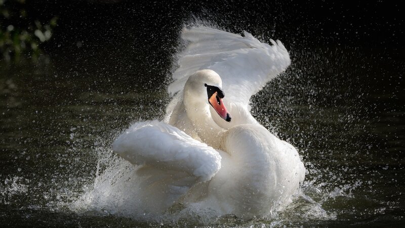 White Swan Splashing — Dynamic