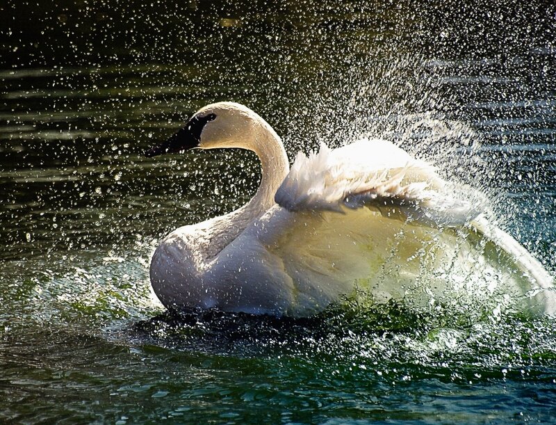 White Swan Splashing