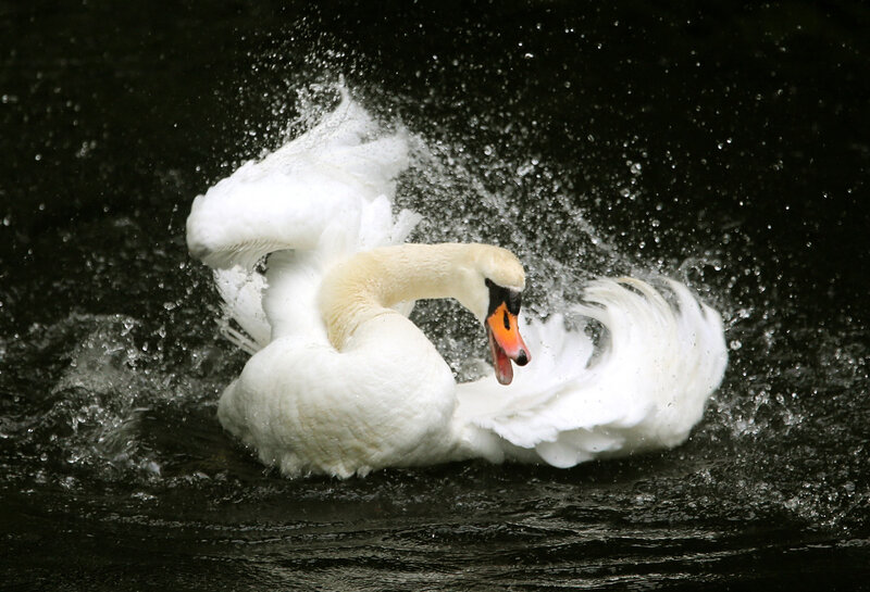 White Swan Splashing Water