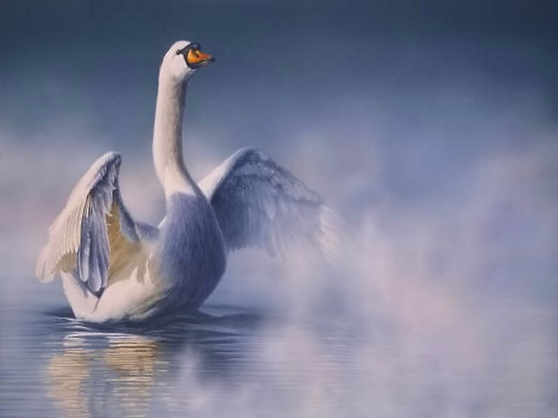 White Swan Spreading Wings — Blue