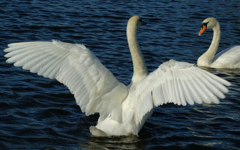 White Swan Spreading Wings — Calm, Afternoon