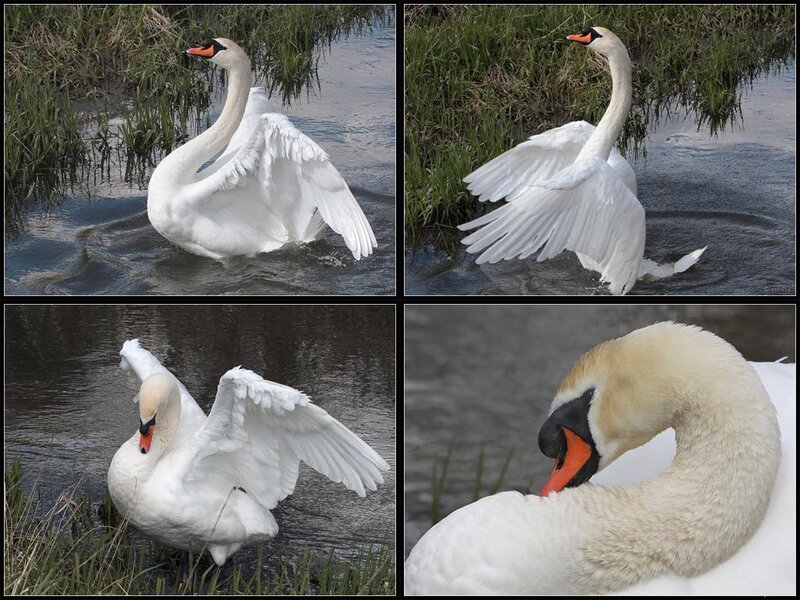 White Swan Spreading Wings — Calm, Morning