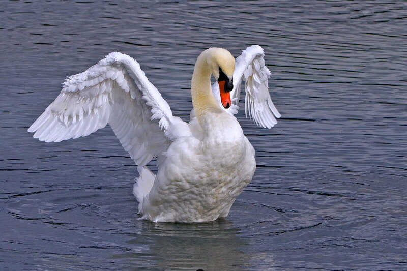 White Swan Spreading Wings — Calm, Photograph