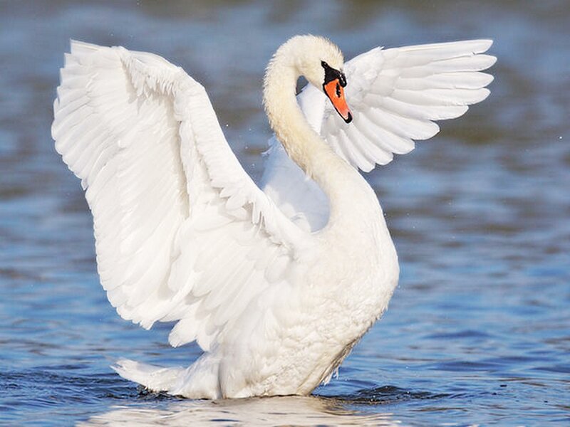 White Swan Spreading Wings — Calm, Photograph, Water