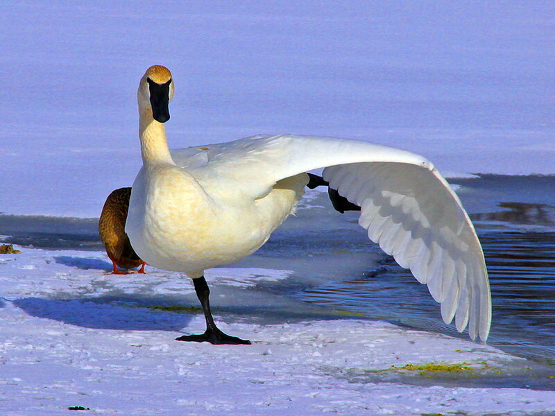 White Swan Spreading Wings — Calm, Winter, Photograph, Duck