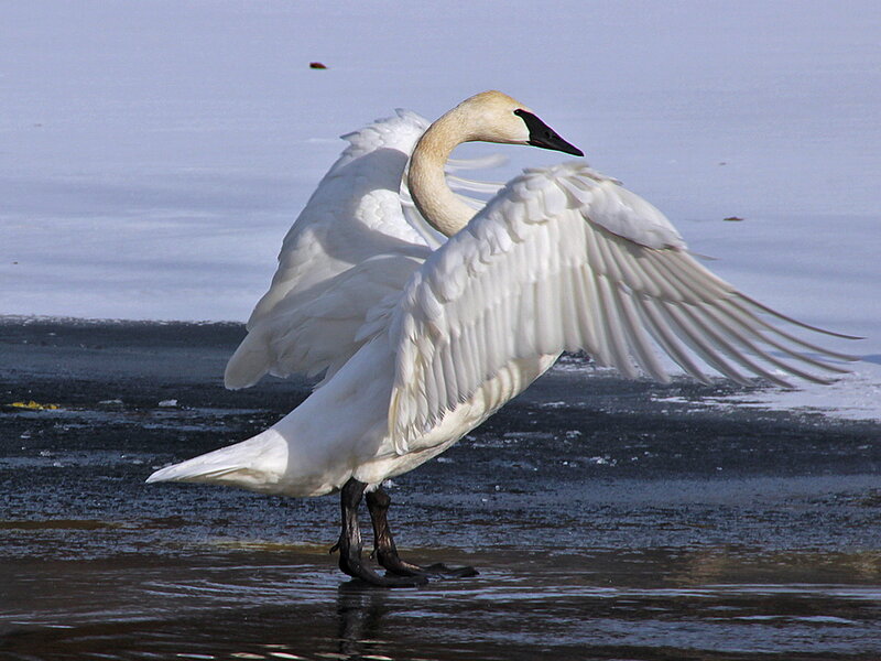 White Swan Spreading Wings — Calm, Winter, Photograph, Ice