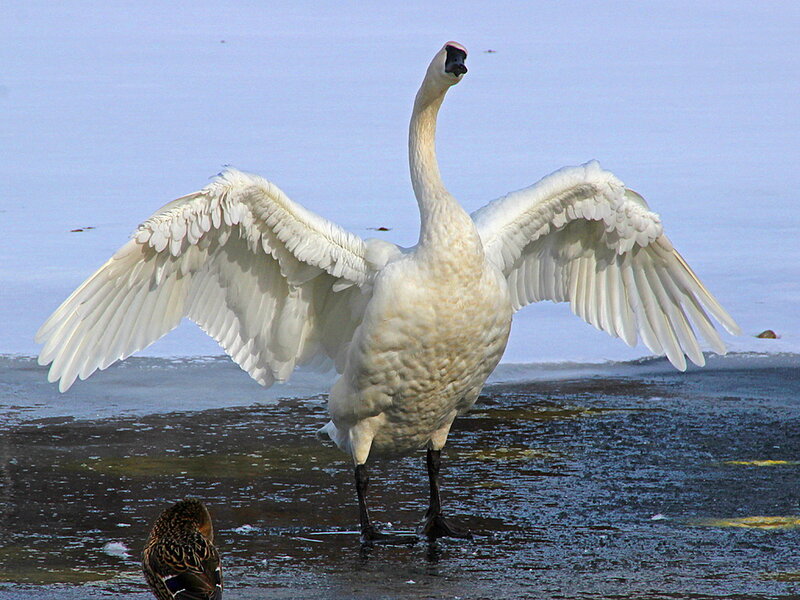 White Swan Spreading Wings — Calm, Winter, Photograph