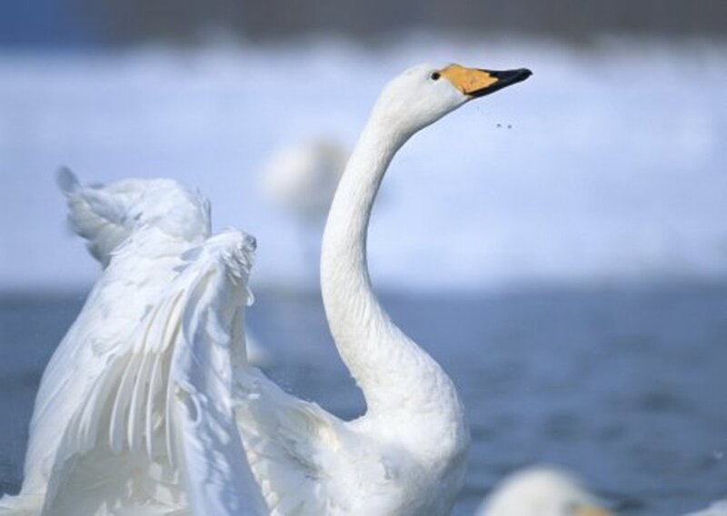 White Swan Spreading Wings — Calm, Winter