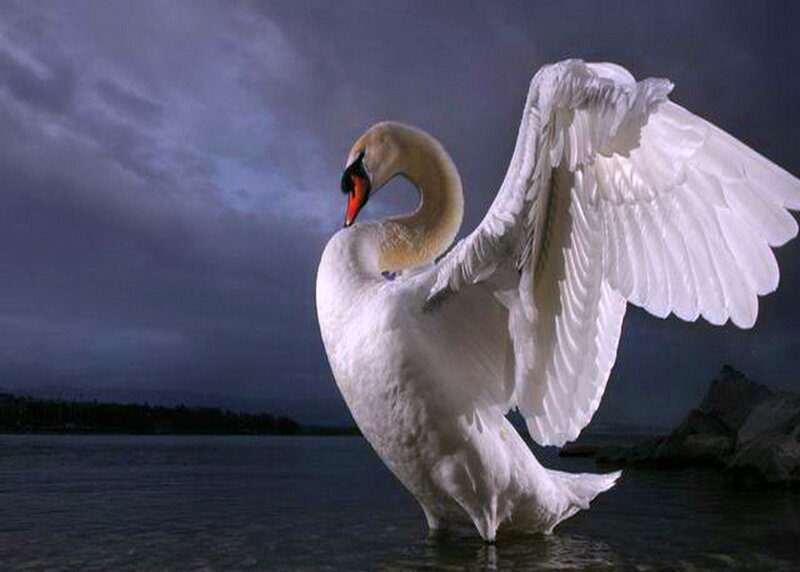 White Swan Spreading Wings — Dramatic, Night, Photograph