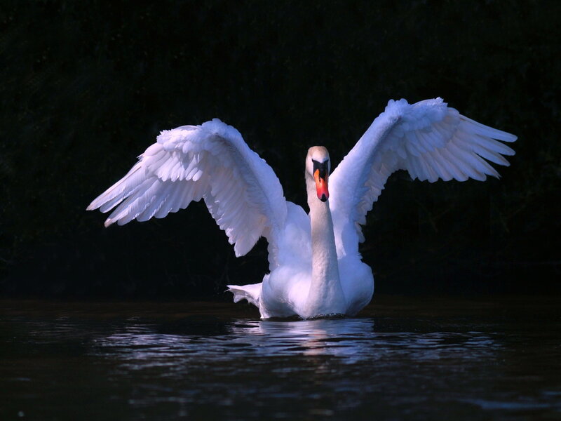 White Swan Spreading Wings — Dramatic, Night