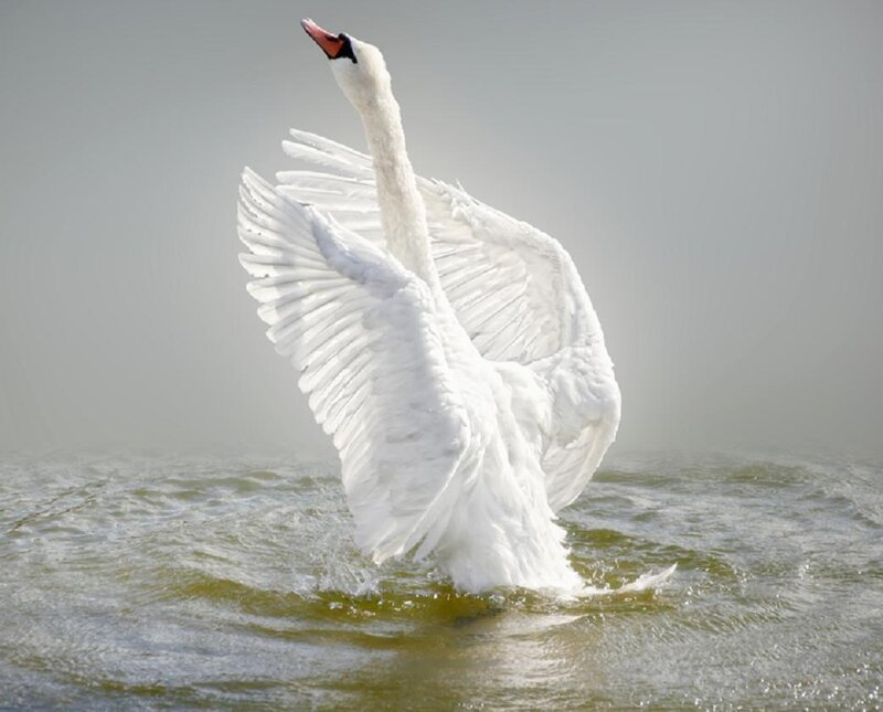 White Swan Spreading Wings — Dramatic, Photograph
