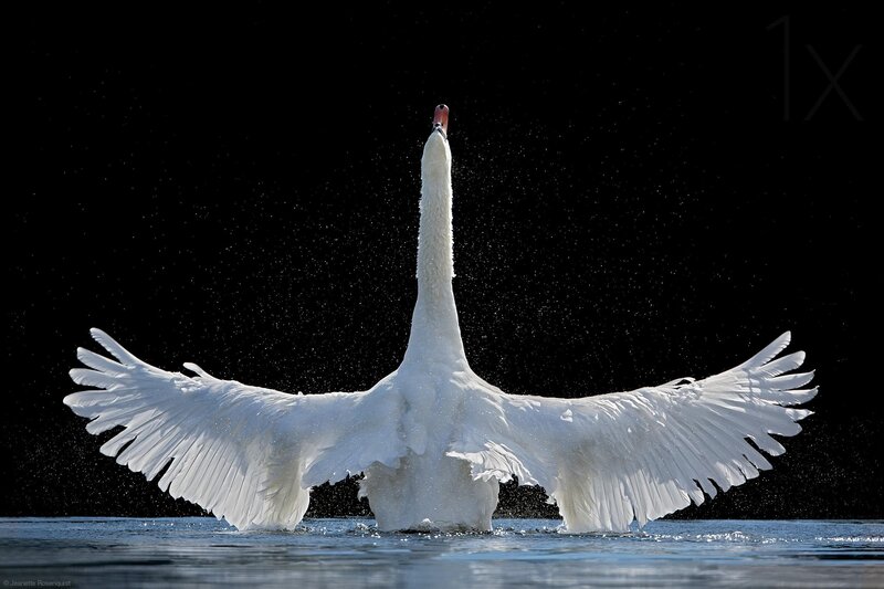 White Swan Spreading Wings — Dramatic, Photograph, Water, Black Background
