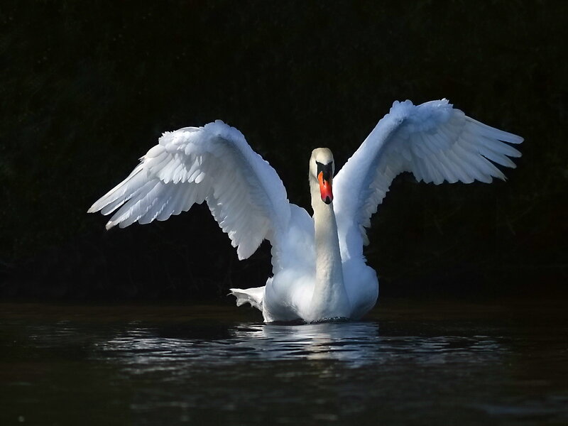 White Swan Spreading Wings — Dramatic, Photograph, Water, Dark Background