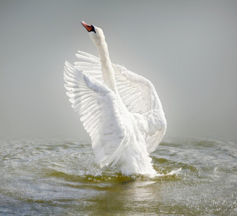 White Swan Spreading Wings — Dramatic, Photograph, Water, Sky