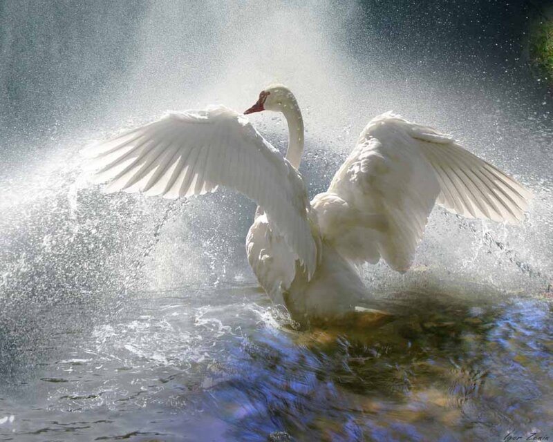 White Swan Spreading Wings — Dramatic, Photograph, Water, Sunlight
