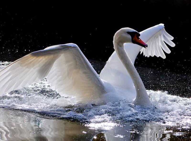 White Swan Spreading Wings — Dramatic, Photograph, Water