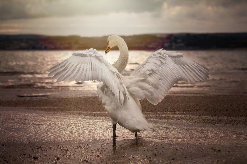 White Swan Spreading Wings — Dramatic, Sunset, Photograph
