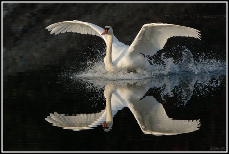 White Swan Spreading Wings — Dramatic, Sunset