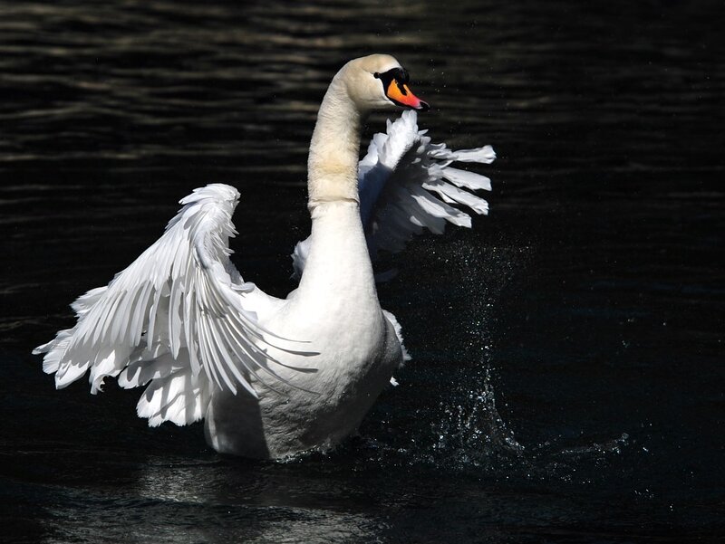 White Swan Spreading Wings — Dramatic