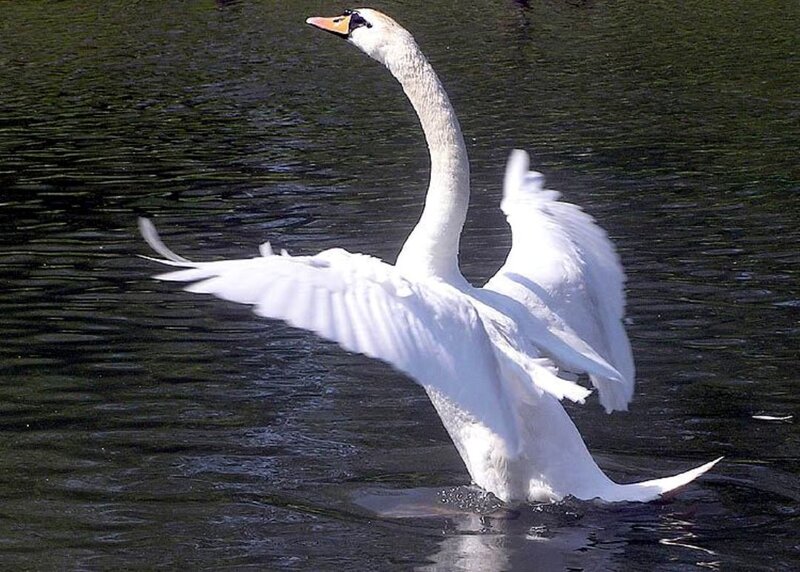 White Swan Spreading Wings — Dynamic, Afternoon, Photograph