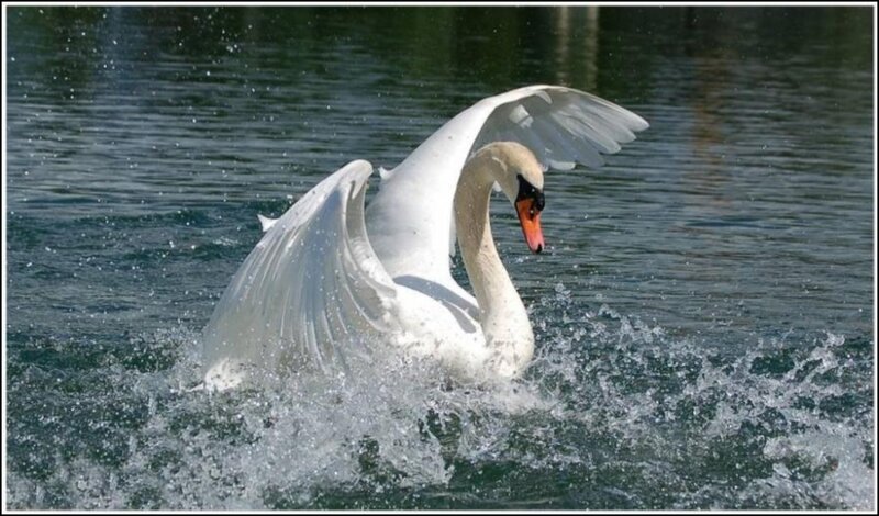 White Swan Spreading Wings — Dynamic, Afternoon, Photograph, Water
