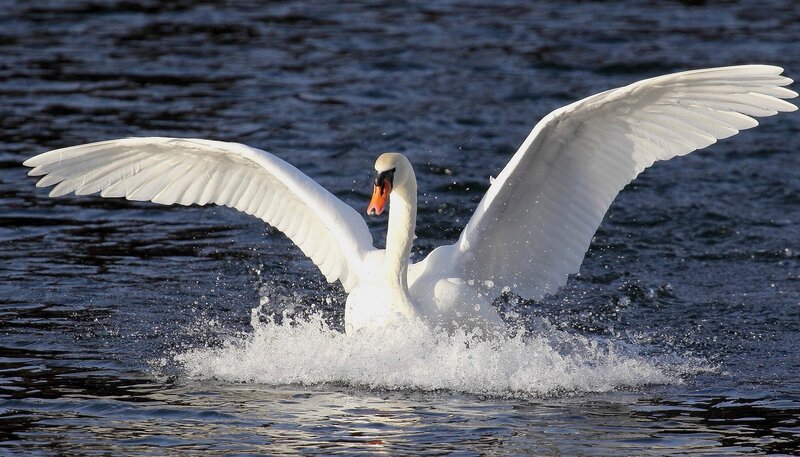 White Swan Spreading Wings — Dynamic, Afternoon